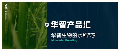 華智產品匯 技術先行，以生物技術驅動水稻育種創新