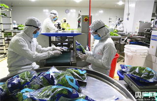 中央媒體探秘全球最大植物工廠，解鎖新興光生物產業的生物技術密碼